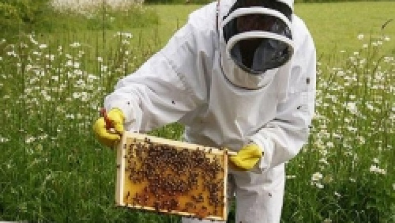 ДФЗ одобри кредитна схема за бенефициентите по Националната пчеларска програма