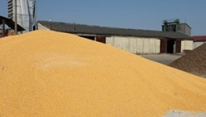 НАП предупреждават търговците на зърно, че изтича срока за свързване към агенцията - Agri.bg