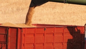 Интервенционно зърно ще се изкупува от 1-и Ноември по 101.31 EUR за тон пшеница - Agri.bg