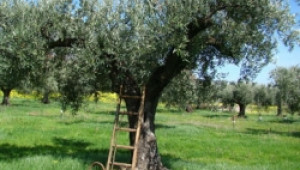 Родиха първите маслини на Висшето агробизнес училище в Пловдив - Agri.bg