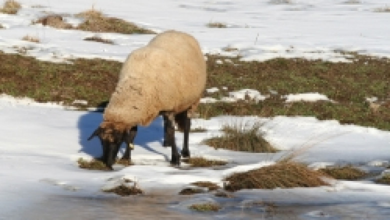 В село Избегли ще се проведе изложба на Бели и Вакли Маришки овце