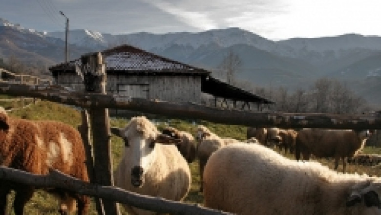Застрашена от изчезване старопланинска овца ще представят на изложението в Сливен