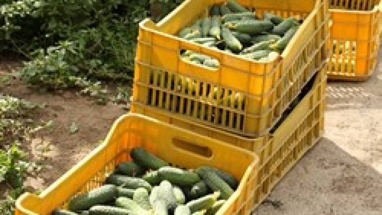 България с най-ниски държавни помощи за плодове и зеленчуци в целия ЕС