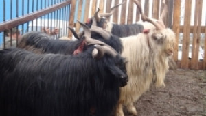 Българско сиво говедо дефилира на събора за местни породи в Калофер - Agri.bg