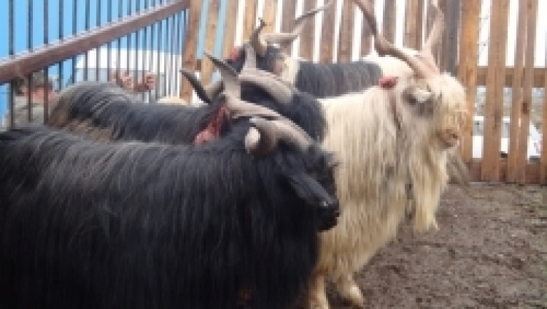 Българско сиво говедо дефилира на събора за местни породи в Калофер