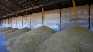 Рекордни количества зърно и амониева селитра за износ обработва порт Варна - Agri.bg