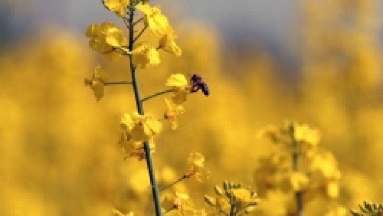 Заради търговци, пчелари тъпчат пчелите с препарати и лекарства менте