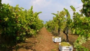 От днес започва масовия гроздобер в Южна България - Agri.bg