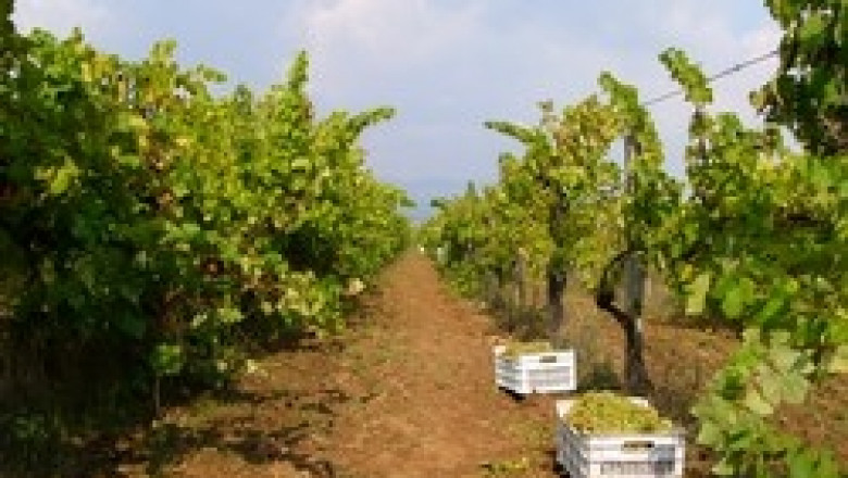 От днес започва масовия гроздобер в Южна България