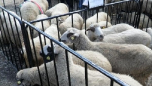 Овце от породите Софийска, Брезнишка и Западно-старопланинска, дефилираха в Брезник - Agri.bg
