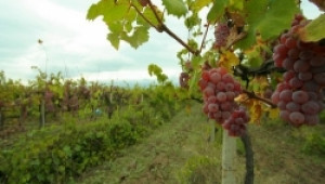 Очаква се засилен контрол при предстоящата гроздоберна кампания - Agri.bg