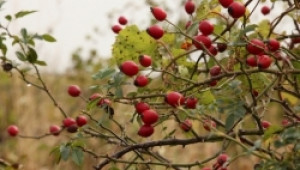 Чехия изкупува малинови листа и билки от българските фермери - Agri.bg
