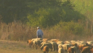 На 26-и Август в Пловдив ще се проведе семинар за овцевъдството - Agri.bg
