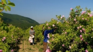 Японци идват специално до България за да си вземат розово масло - Agri.bg