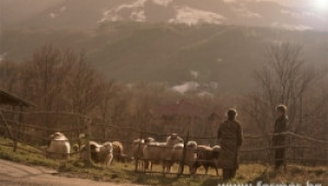 Животновъди продават овцете си на безценица на турски търговци - Agri.bg