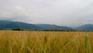 От 70 до 100% унищожени зърнени култури след градушките във Врачанско - Agri.bg