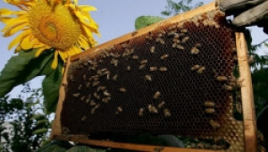 Масово измиране на пчелите, след инцидента край Дебелец - Agri.bg