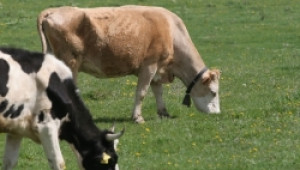 Уникалното родопско мляко е на път да изчезне, алармират фермери - Agri.bg