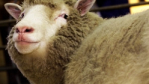 Навършиха се 15 години от първото клониране на овца - Agri.bg