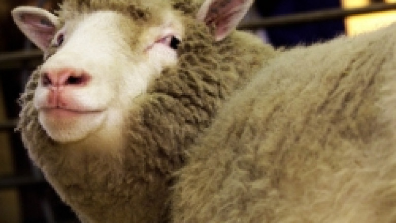 Навършиха се 15 години от първото клониране на овца
