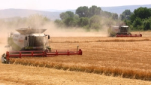 Продажбата на зърно от новата реколта стартира с ниски изкупни цени - Agri.bg