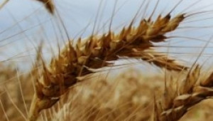 Без напрежение премина консултативният съвет по зърното - Agri.bg
