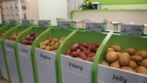В Самоков тестват различни сортове картофи за наличие на рак - Agri.bg