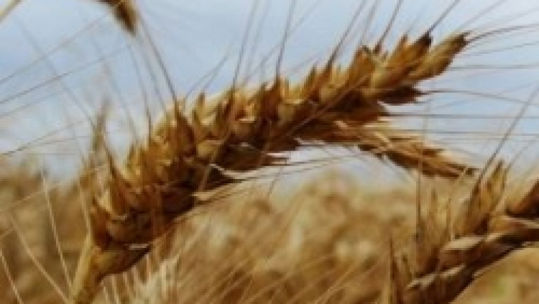 Доц. Костадин Костов: Зърнената реколта може да е между 3,6 и 3,9 млн. тона