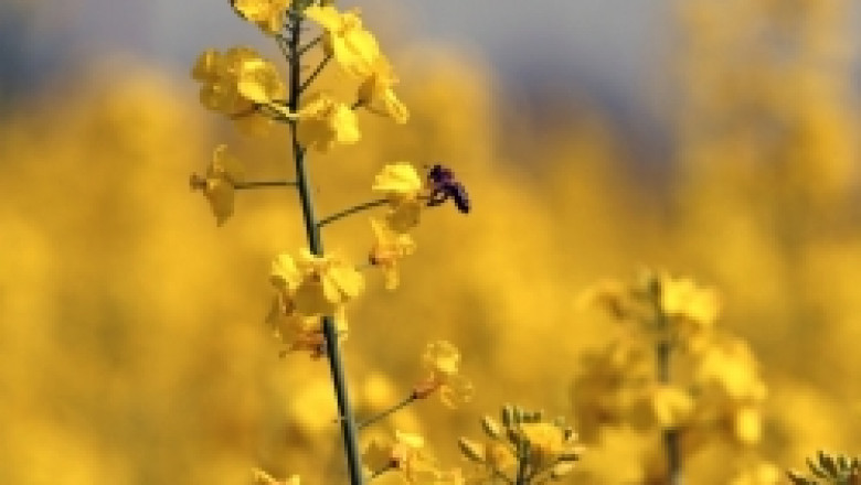 Пчеларите искат субсидии за опрашителна дейност и терени извън населените места