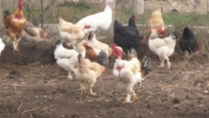 Стартира нов прием на проекти по мярка 121 за хуманно отношение на кокошките носачки - Agri.bg