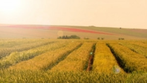 Търговците на зърно също трябва да свържат касовите си апарати с НАП - Agri.bg