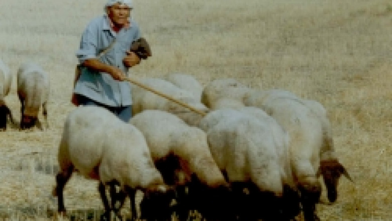 1100 евро заплата за овчари дават в Турция