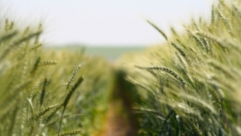 В Добруджа фермерите се подготвят да ожънат над 1 млн. декара пшеница