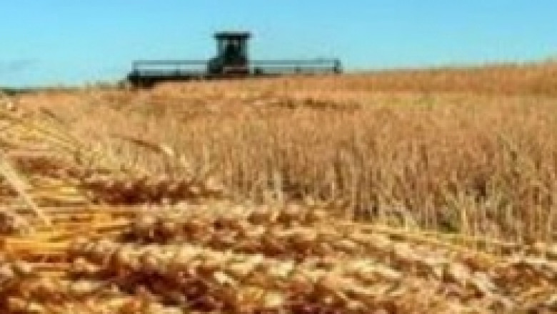 С 5 млн. тона пада производството на пшеница в развитите страни