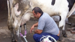 Дялът на месодайните животни в България нараства заради еврокапризите - Agri.bg
