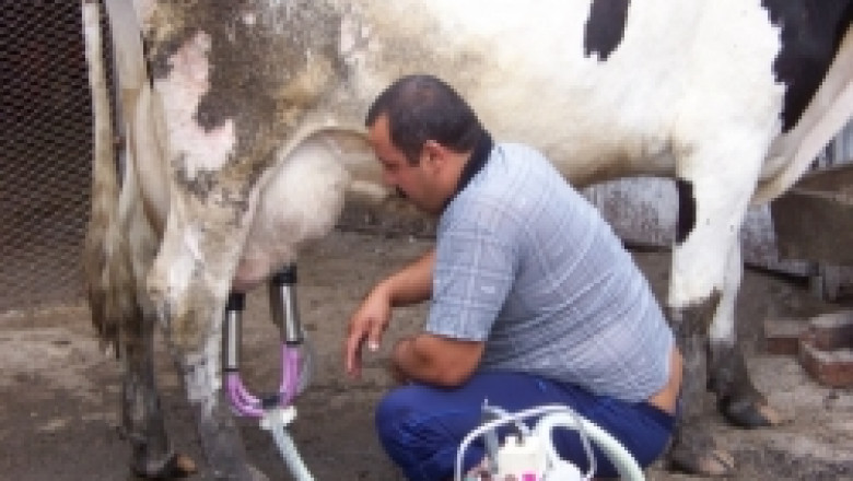 Дялът на месодайните животни в България нараства заради еврокапризите
