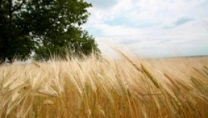 Добружанските зърнопроизводители очакват високи добиви - Agri.bg