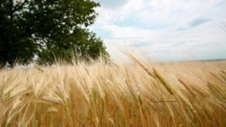 Добружанските зърнопроизводители очакват високи добиви