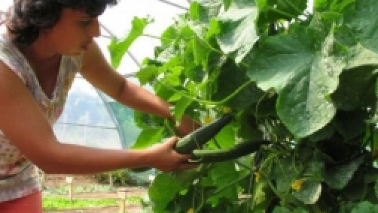 Зеленчукопроизводството в България загуби 10 млн. лв. за седмица