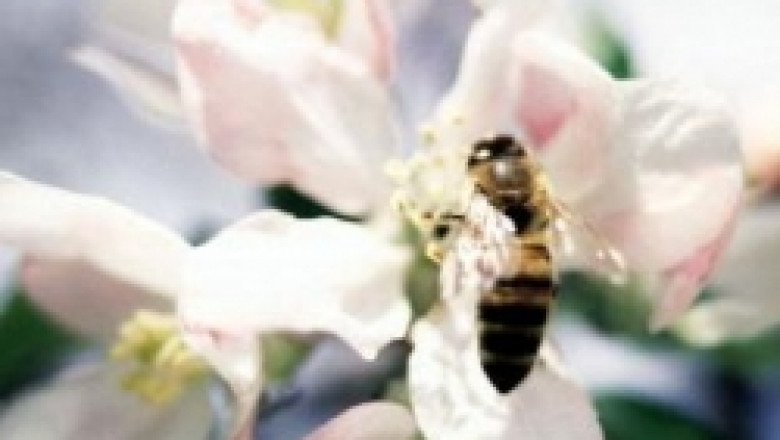 В Силистренско въвеждат мерки за опазване на пчелите