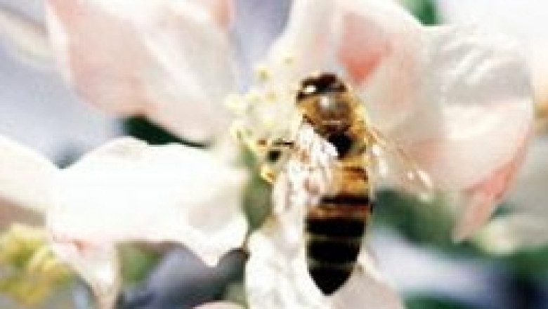 Европейската комисия призна най-сетне за проблема с измирането на пчелите