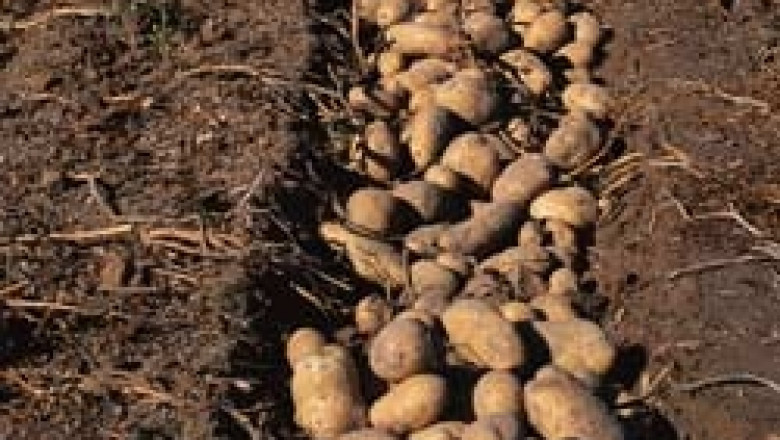 ДФЗ отпуска пари за стимулиране на картофопроизводството