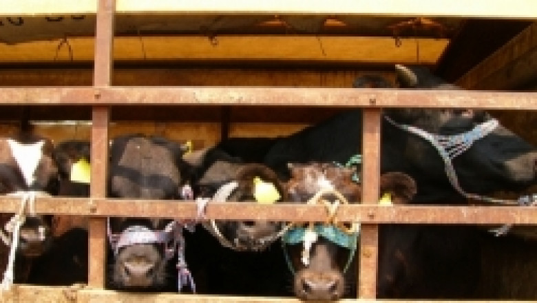 Правят специален коридор за трафик на здравите животни в шапните зони