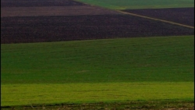 Посевите с пшеница в Северна България се развиват добре
