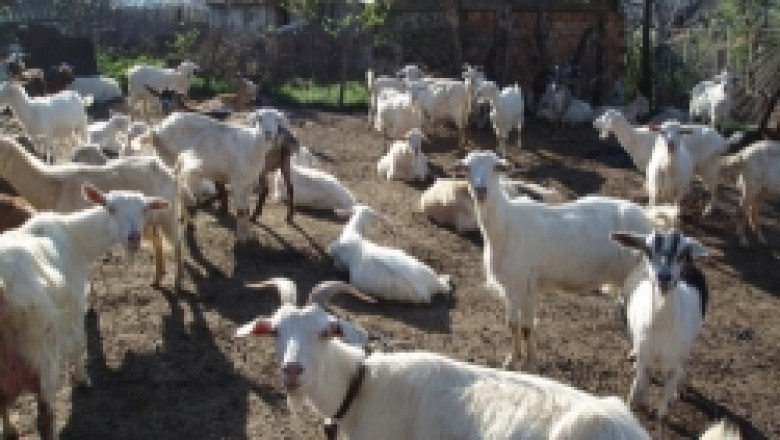 Животновъди от Странджа се бунтуват срещу неадекватните мерки на ветеринари