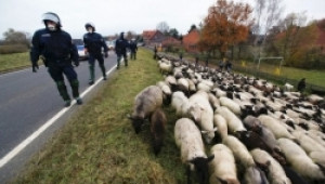 Животновъди от страната излизат на протест пред МС - Agri.bg