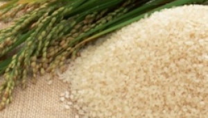 Държавата не обръща достатъчно внимание на оризопроизводството, твърдят фермери - Agri.bg