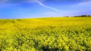 Зърнопроизводителите: Настояваме на 15 март за субсидии, на 1 юни за акциз - Agri.bg