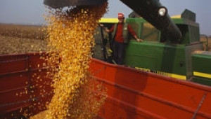 Очакват царевицата да е най-атрактивното зърно на стоковите борси през 2011 г. - Agri.bg