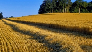 ЕК обмисля директива за намаляване на митото за зърно - Agri.bg